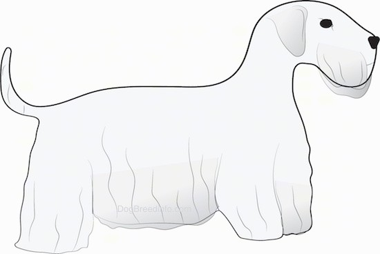 A drawing of a low to the ground white dog with long hair that hangs down touching the ground with a tail that is up in the air, ears taht fold down to the sides, black eyes and a black nose with a square muzzle.