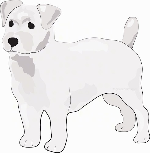 Side view of a drawing of a small dog with small fold over ears, a small tail that is up in the air, a black nose and dark eyes with a short muzzle standing up. The dog has short legs.