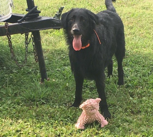 A large black shaggy looking dog with ears that fold down to the sides and a long tail standing outside in grass next to a cargo trailer with a tan stuffed plush toy in front of his front paws