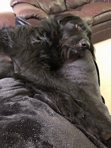 A large black wavy-coated, shaggy dog with a big black nose and brown eyes laying down on a black blanket on top of a couch