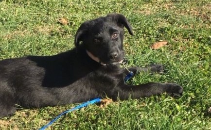 Side view of a large breed black puppy laying down outside in grass