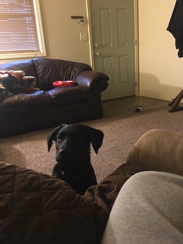 A black large breed puppy sitting in front of a couch looking at a person.