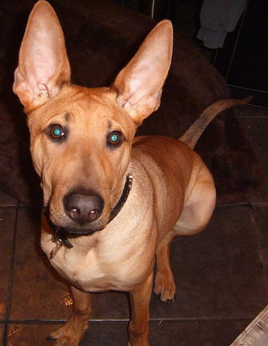 shar pei shepherd