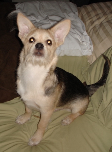 A little scruffy-looking tan, black and white dog with large perk ears and a long tail with longer white hair on his chin and fringe hair on the tips of his ears sitting down on a person's bed looking up.