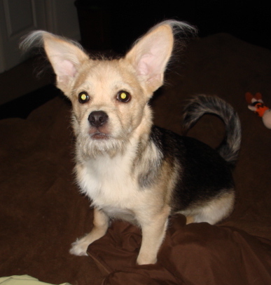 shepherd maltese mix