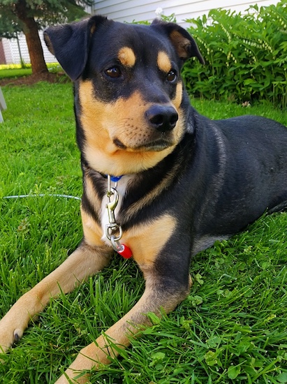 Adorable German Shepherd Dogrottweiler Mix