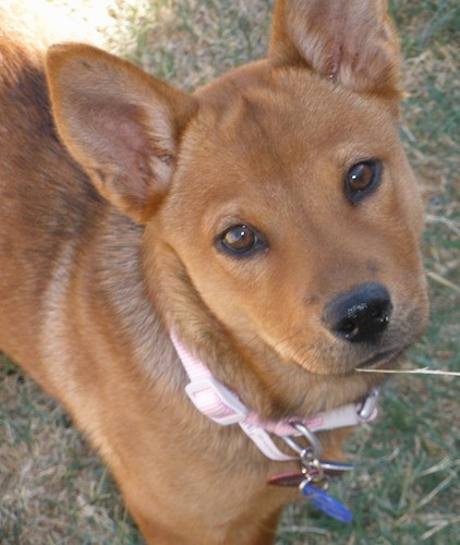 shiba inu chow mix