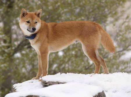 shiba inu black muzzle