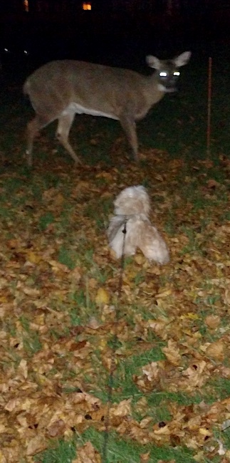 A small tan toy sized dog on a retractable leash standing out in a yard at night looking at a deer who is looking back at the dog with colorful fall leaves all around them.