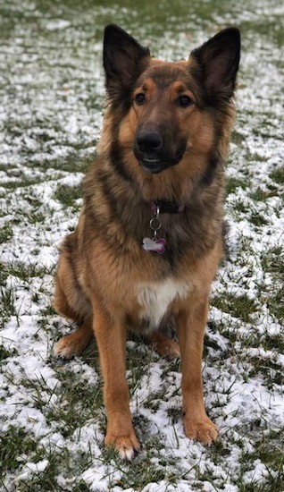 Front view of a brown, black with white dog with perk ears, dark eyes and a long muzzle sitting down in snow covered grass looking forward