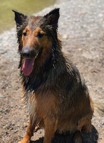 View from the front looking at a wet long haired black and brown dog sitting on a sandy beach next to water with her tongue showing.