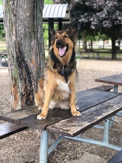Front view of a longhaired tricolor black, tan and white dog with perk ears that stand up, a black nose and dark almond shaped eyes sitting on top of a picnic table  in a park next to a large tree