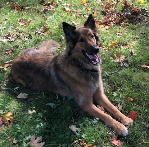 Front side view of a brown and black large, long coated, perk eared dog wtih a long muzzle a black nose adn dark eyes laying outside in grass