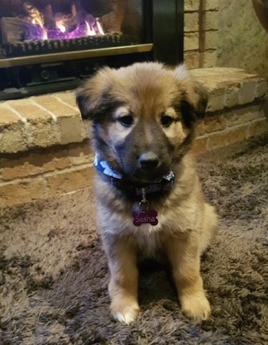 A small thick coated, soft-looking furry little tan and black puppy with small ears that fold down to the sides sitting down in front of a lit fireplace on a tan shag carpet with a pink tag that reads Sasha hanging from  her collar