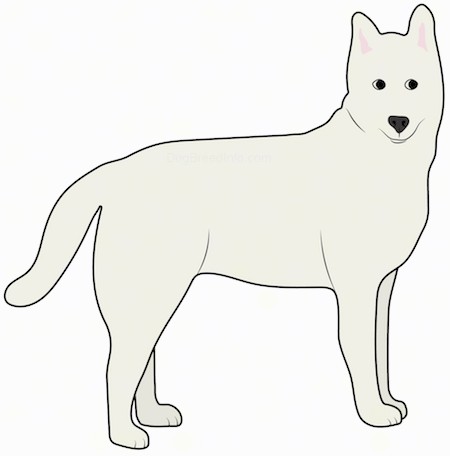 A drawing of a tan dog with perk ears with a tail that is being held low, black eyes and a black nose standing.