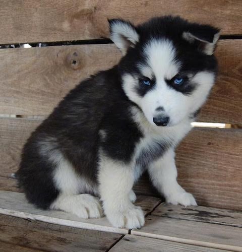 A small black with white artic looking thick coated puppy with blue eyes and small perk ears with the right ear folding over to the front. The pup has a black nose and blue eyes and is sitting down on a wood ledge in front of a wooden wall.