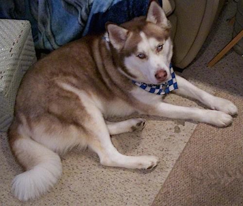 A rust colored brown with white dog laying down on a tan carpet. The dog has small perk ears, blue eyes, a brown nose and white legs with a white fluffy tail.