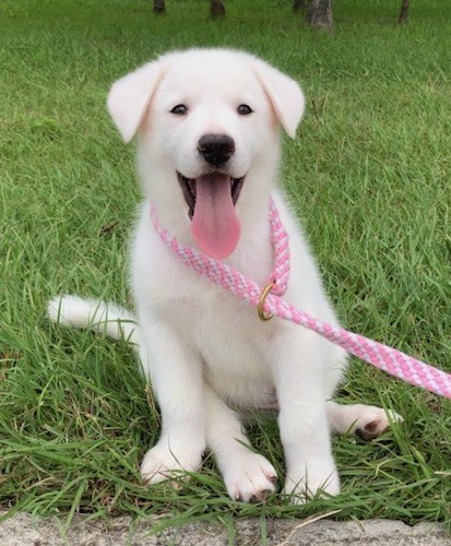 siberian retriever puppy