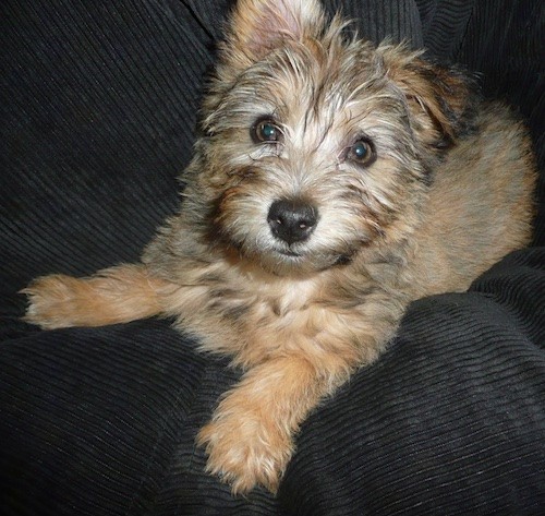 List of Silky Terrier Mix Breed Dogs