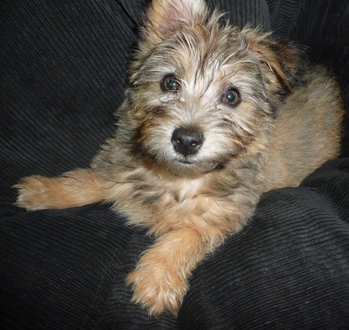 A soft fluffy, thick coated tan puppy with black highlights in the fur, a black nose and light brown eyes laying down on a dark blue couch with one ear folded down and one ear standing up in the air.