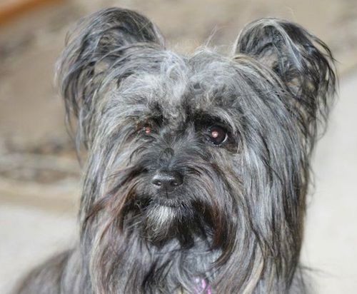 Front view head shot of a longhaired gray and black dog with wide round dark eyes, ears that stand up with long hair hanging off the ears and face and a black nose.