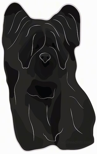 Front view drawing of a long coated black dog with butterfly perk ears and a black nose with hair that covers the dogs eyes sitting down.