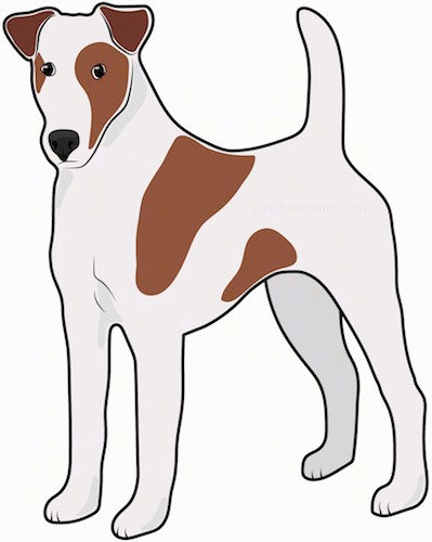Side view drawing of a brown and white dog with a tail that stand straight up, fold over ears, a long muzzle with black eyes and a black nose standing up.