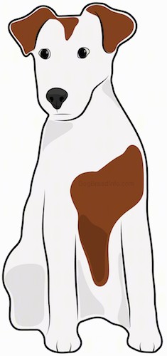 Front view drawing of a brown and white dog with a white face and body, brown ears and a patch of brown on its chest sitting down.