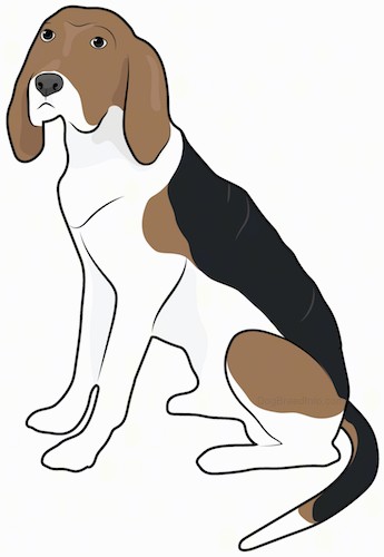 Side view drawing of a tricolor brown, black and white hound dog that looks like a large beagle sitting down