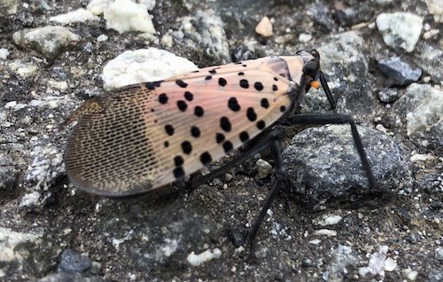 A copper colored, moth-like insect with black spots on its wings, black legs and small stripes of black at the end of its wings sitting on the pavement.