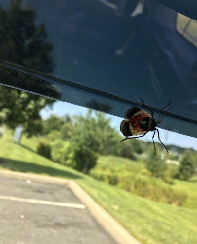 A black, white and red insect with wings and long black legs on the windshield of the inside of a car.