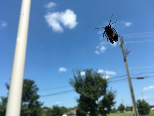 A large black and white bug with spots on its wings and long black legs on the windshield of the inside of a car.