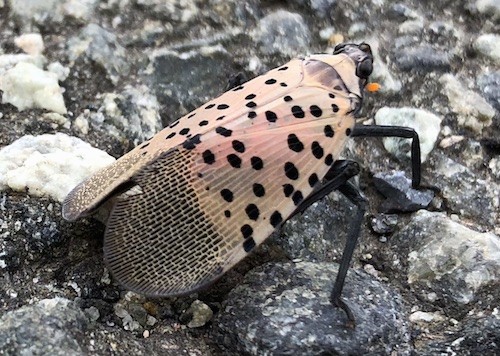 A copper-brown bug with large wings and black spots with long black legs on the pavement.