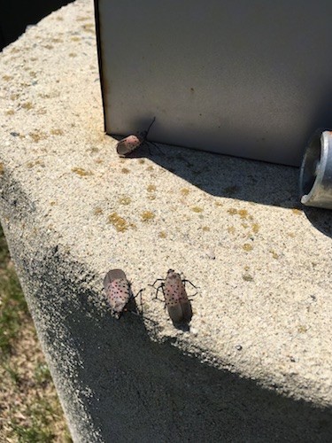 Three large insects with wings crawling on a lamp post concrete block base. 