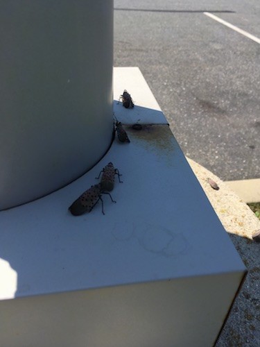 Four large insects with wings crawling all over the base of a lamp post.