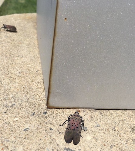 A large copper colored bug with wings that have black spots on them with long black legs on concrete with a second bug crawling in the distance.