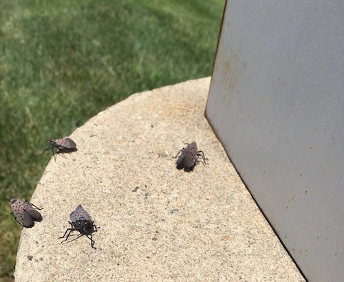 Four large bugs with wings crawing around the base of a lamp post.