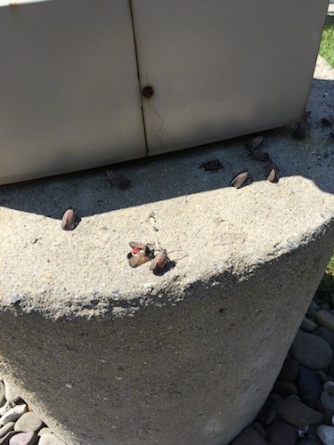 Eleven large bugs with red under their wings crawling around the base of a lamp post.