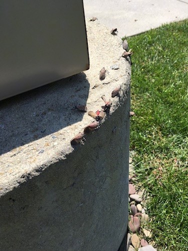 Twelve large bugs with red under their wings crawling around the base of a lamp post.