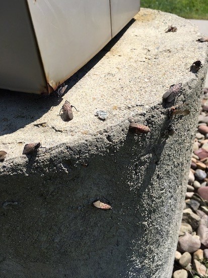 Eleven large bugs with black spots on their wings crawling around the base of a lamp post.