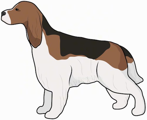 Spreagle Dog Breed Information and Pictures
