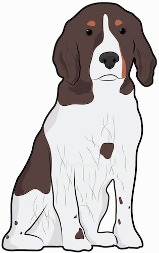 Spreagle Dog Breed Information and Pictures