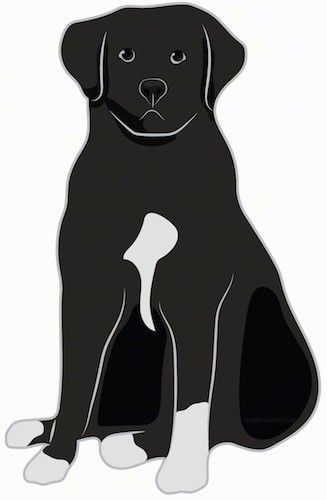 Front view drawing of a large breed black and white dog with a big head, big body, black nose and black eyes with white on its chest and feet sitting down