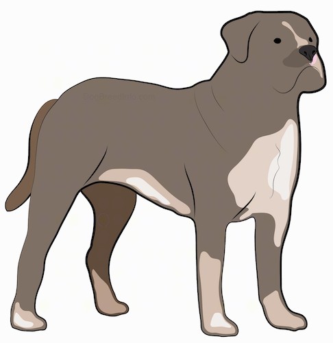 A drawing of a large breed, mastiff type bully looking thick muscular brown dog with a large head, dark eyes, a wide chest and a long tail standing.
