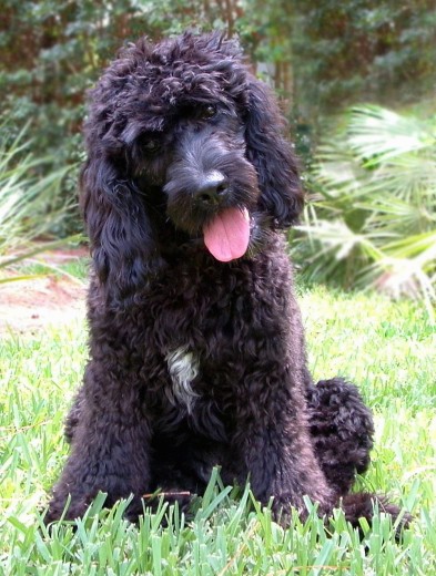 A black, thick, wavy-coated dog with a white spot on her chest, a black nose, dark round eyes and long drop ears that have wavy hair on them sitting in grass with her head cocked to the left.
