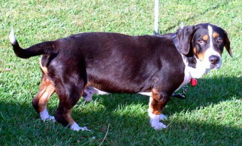 bernese mountain dog mixed with corgi