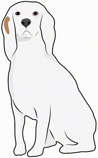 Front side view drawing of a hound looking white dog with very long soft ears with a patch of tan on one ear, a black nose and dark eyes sitting down.