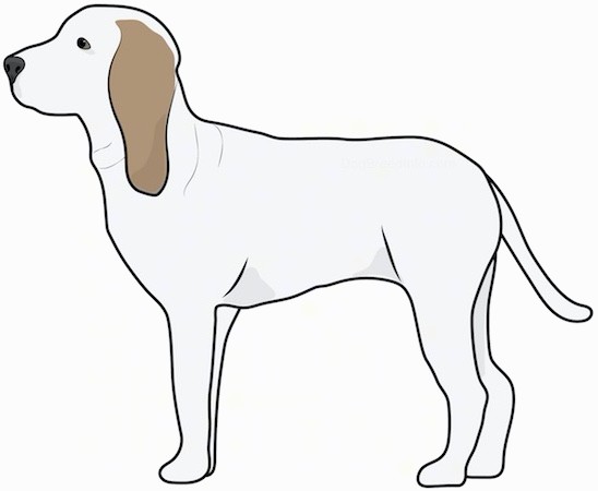 Side view drawing of a white dog with long tan ears and a long white tail with extra skin around its neck, a dark nose and dark eyes standing.