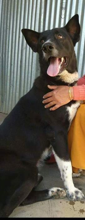 A black dog that has patches of white on his muzzle, neck, chest and legs, with black perk ears that are set wide apart, brown eyes with its pink tongue hanging out. There is a pair of human hands on each side of his shoulders.
