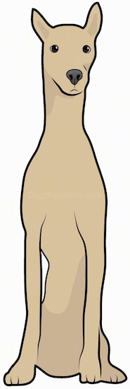 Front view drawing of a tan, lean, tall dog with small ears that stand up, dark eyes and a black nose sitting down.